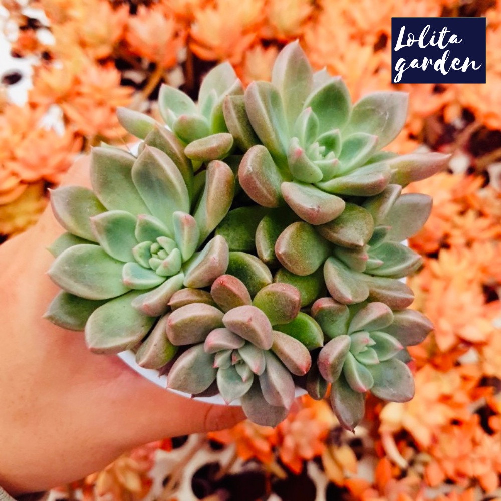 Sen đá aerolite Đà Lạt size trung bình cây cảnh trang trí nhà cửa Lolita garden