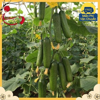 Hạt Giống Dưa Chuột Baby