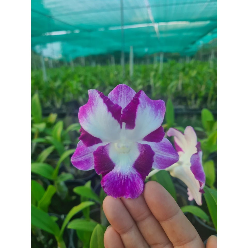 HOA LAN DEN LAI CAT MẮT RỒNG ĐỎ