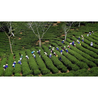 Trà Oolong Cầu Đất Farm - Bao Thiếc 100gr