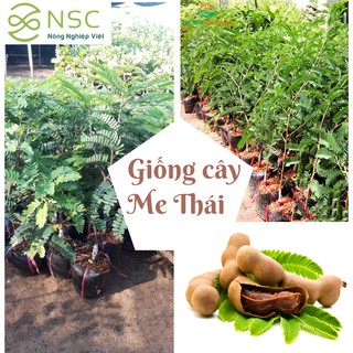 Giống cây Me Thái -  Dốt bột, quả ngọt ăn siêu ngọt Giống ươm tại NSC Nông Nghiệp Việt cam kết đúng giống 100%