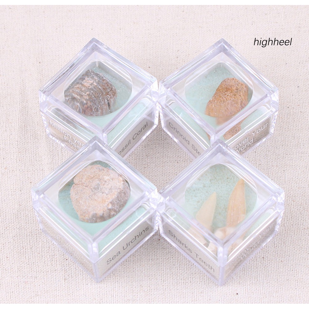Đá hóa thạch ammonite nhiều hình dạng cho sưu tầm