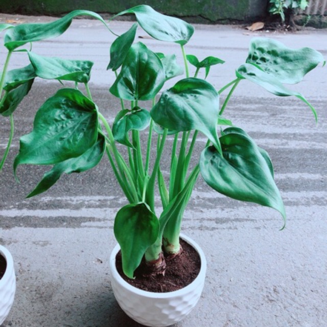 Chậu Môn Tai Phật