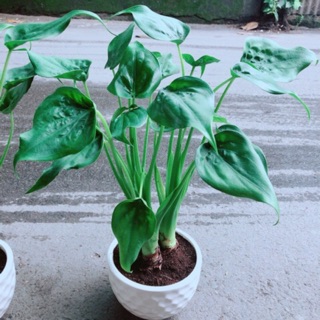 Chậu Môn Tai Phật