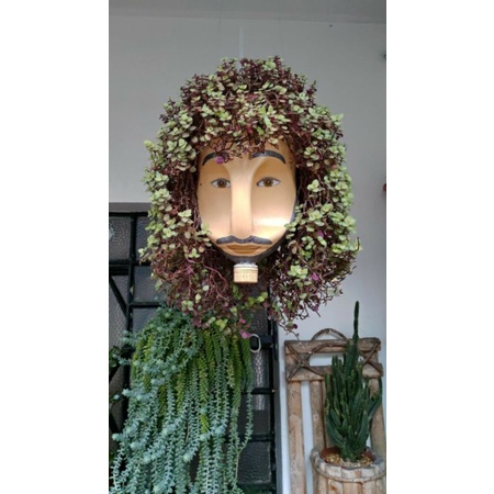 Cây thài lài pink lady