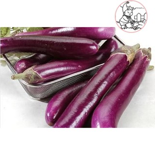 HẠT CÀ NÂU CƠM XANH CÀ TÍM DÀI - GÓI 1 GRAM