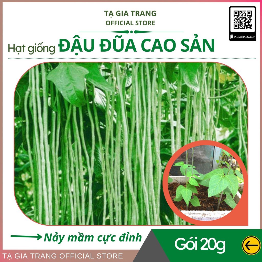 Hạt giống đậu đũa (đậu dải áo) cao sản hạt đen - Shop hạt giống Tạ Gia Trang