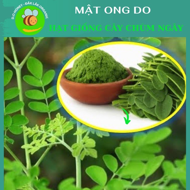 Hạt Giống Cây Chùm Ngây 20 Hạt + Tặng 5 Hạt - Hạt Chùm Ngây Moringa Oleifera