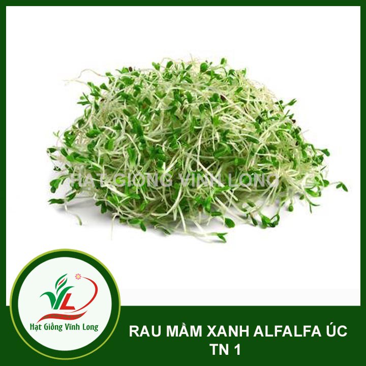 Hạt giống rau Mầm xanh ALFALFA ÚC TN 1 - 15g