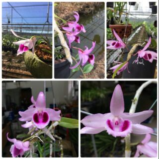 Phi điệp Rồng lửa