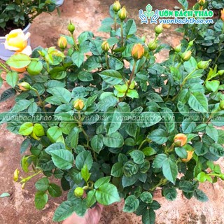 Cây hoa hồng siêu nụ Đà Lạt