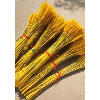 bông lúa mạch khô nhiều màu