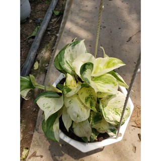 Cây trầu bà Trầu Bà Manjula Pothos (Trầu bà Ngọc Bích, )