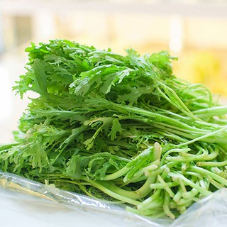 Hạt giống cải đuôi phụng