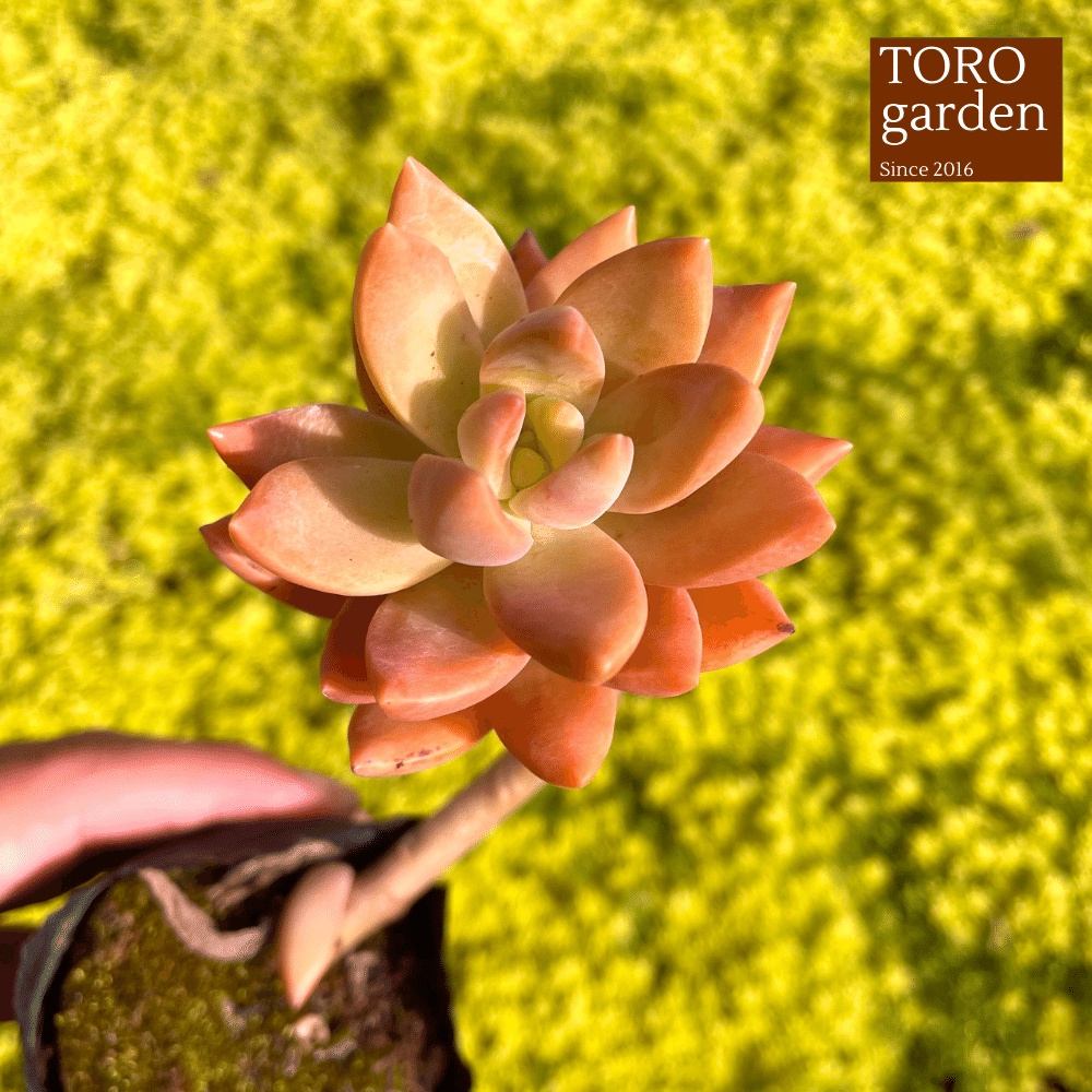 Sen đá đá đỏ cổ thụ Đà Lạt size bé cây cảnh trang trí nhà cửa Toro garden