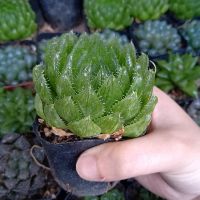 Haworthia các loại