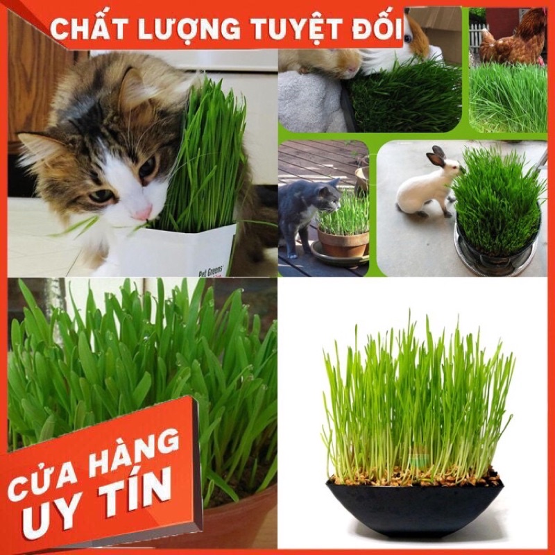 Bộ Kit Trồng Cỏ Mèo Gồm (5 Gói Hạt Giống Cỏ Mèo CATNIP, 5 Gói Nở Pha Lê Hoặc Đất Dinh Dưỡng, Hộp Trồng Cỏ Mèo)