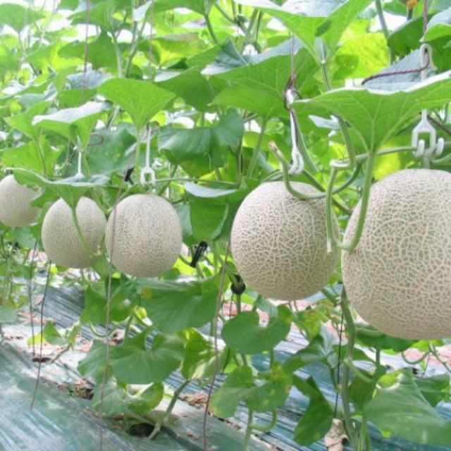 [Seeds] Hạt giống Dưa lưới F1, đóng gói 10 hạt