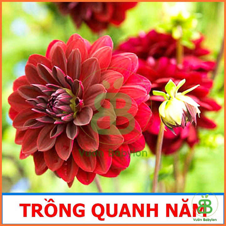 Hạt Giống Hoa Thược Dược Mix Nảy Mầm Cao
