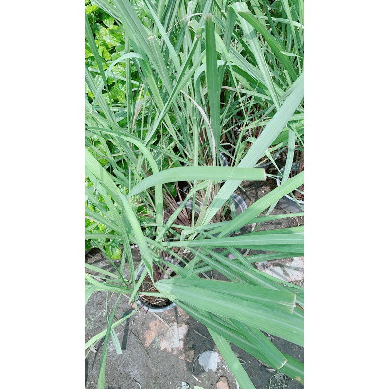 Chậu Sả Thái