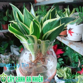 Chậu lưỡi hổ thái xanh thuỷ sinh