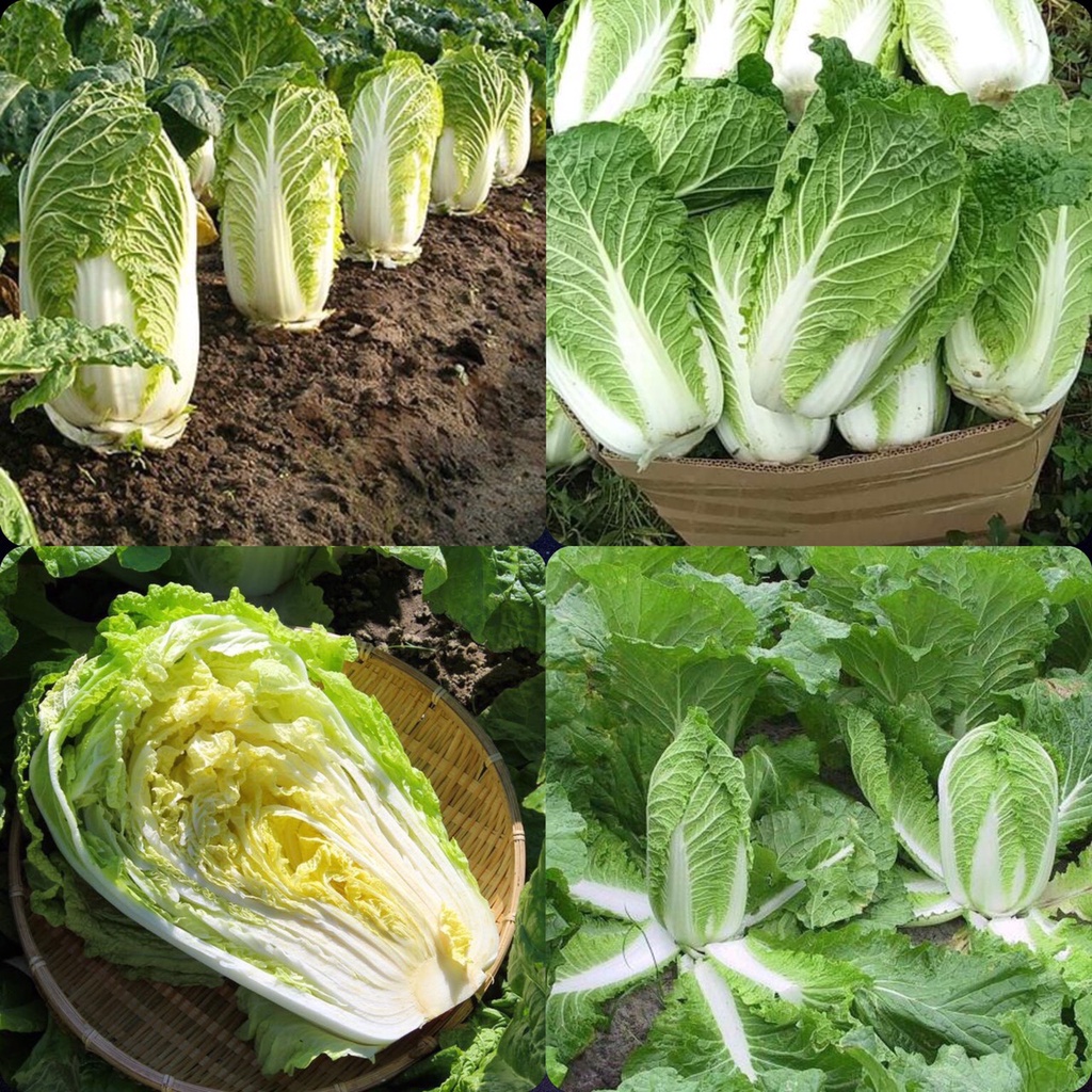 Hạt giống rau cải thảo