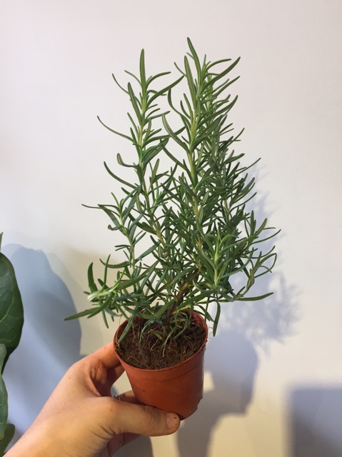 Cây Hương Thảo xứ nóng - Rosemary