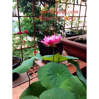 HẠT GIỐNG SEN MINI NHẬT BẢN