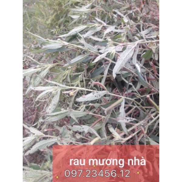 1 Kg Cây rau mương khô nhiều lá hàng loại 1