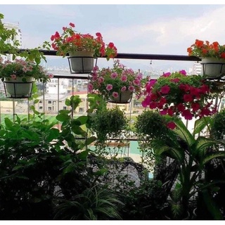 Giỏ treo chậu hoa ban công