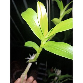 ki phi điệp mắt đỏ