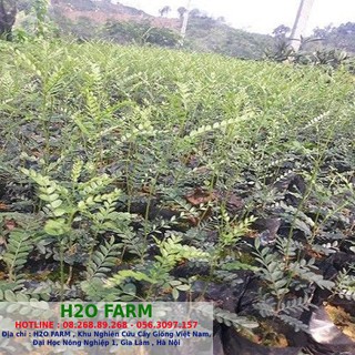 Cây Giống Bồ Kết - H2O FARM