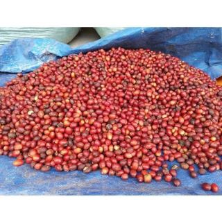Cà phê sạch nguyên chất Đăk Lăk rang mộc 500g