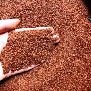 Hạt đình lịch-ngũ hoa hạt to handmade 500g