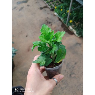 cúc đổi màu 5 cây