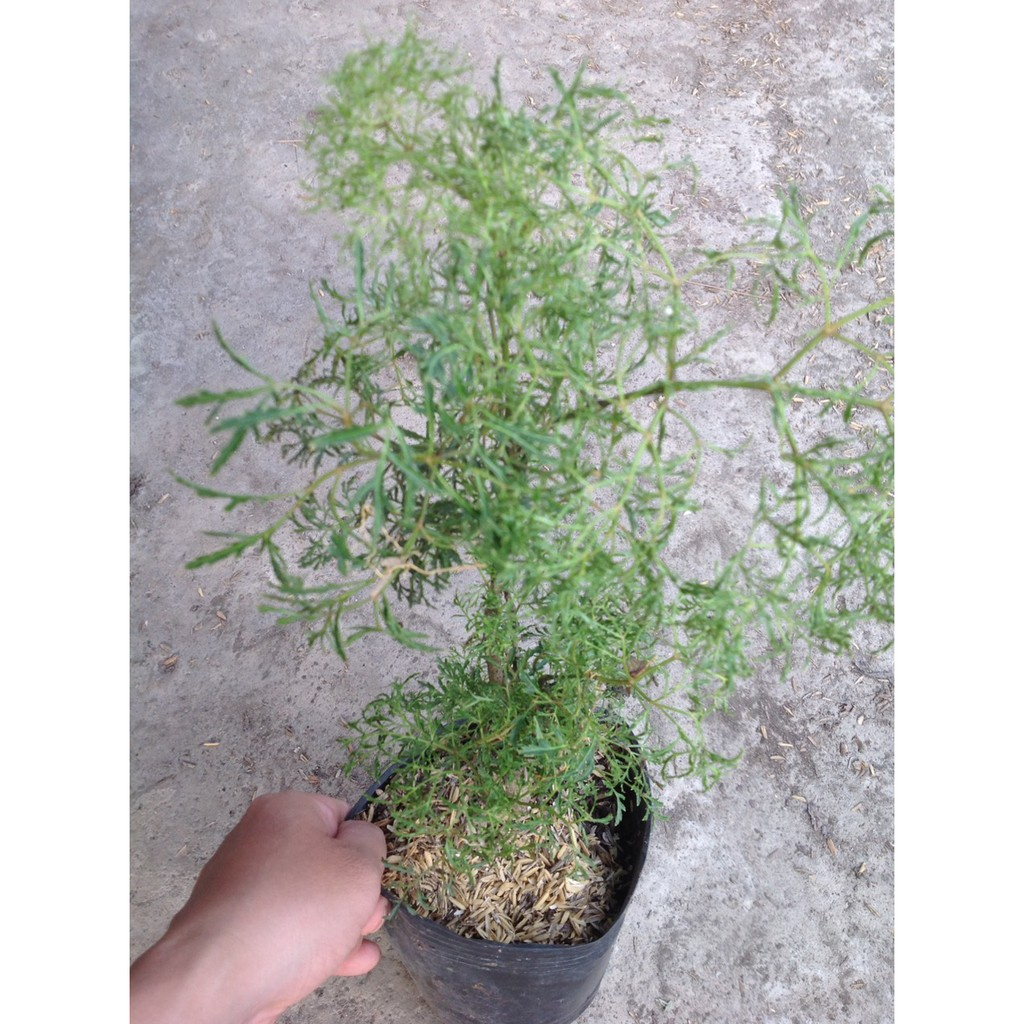 Caykiengsadec - Cây Đinh Lăng - Cây cảnh sân vườn