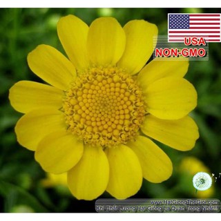 10GR 9K.HẠT Hạt Giống Hoa Cúc Chi Vàng (| -KD: B25*V52)