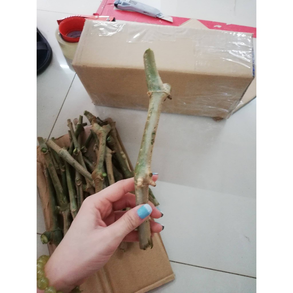 Hom giống cây chè khổng lồ - chè lá đại