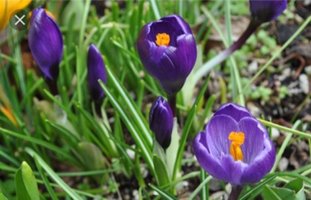 10 củ giống Hoa nghệ Tây saffron
