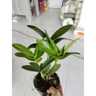 Lan Dendro Hoa Hồng Tím (Lan Mặt Quỷ)