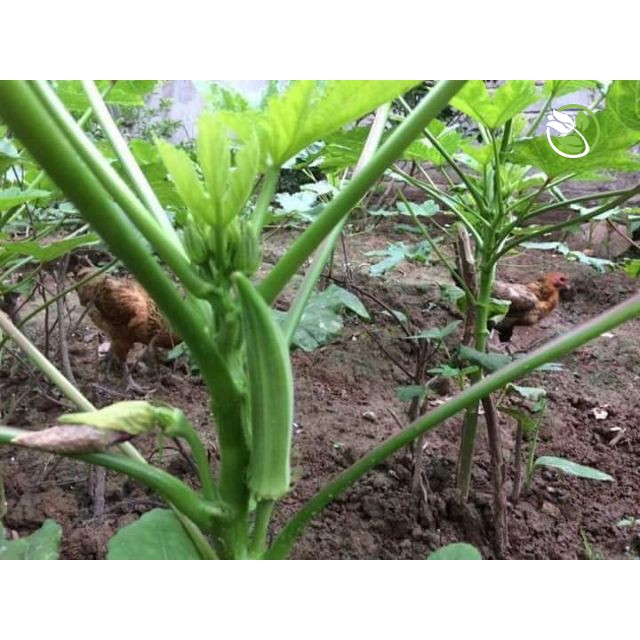 Hạt Giống Đậu Bắp Cao Sản (Trái Xanh) Phú Nông - Gói 10g