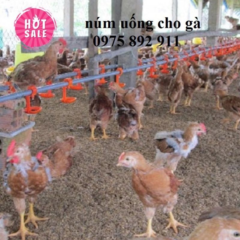 Máng uống cho gà loại núm uống tự động