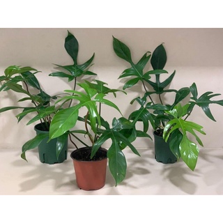 Trầu Bà Cánh Én - Philodendron Florida