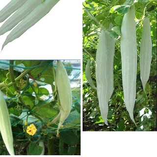 Hạt giống Khổ Qua Tây (Mướp Ngọt). Giống nảy mầm mạnh, sinh trưởng khoẻ, trái thơm ngon. nhập khẩu-  chuyên dụng.