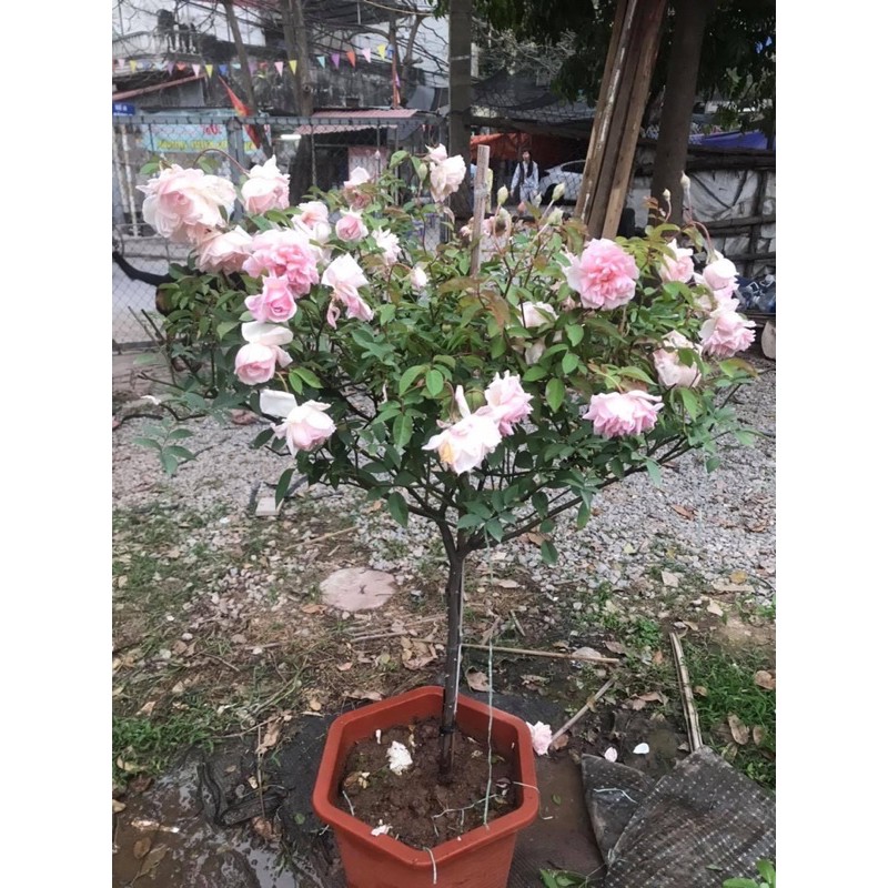 COMBO 5 GỐC HỒNG CỔ SAPA TẶNG KÈM KÍCH RỄ VÀ HƯỚNG DẪN TRỒNG)