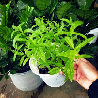Cỏ roi ngựa-Sả chanh Pháp