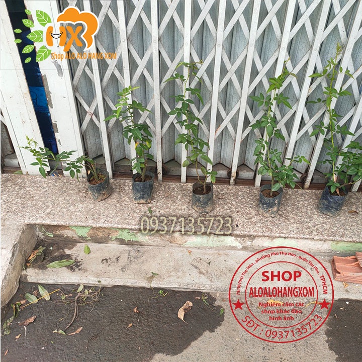 Combo 5 cây hoa hồng tầm xuân cây giống