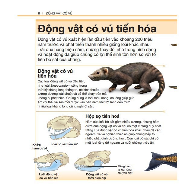 Sách bản quyền - Bách khoa thiếu nhi động vật có vú