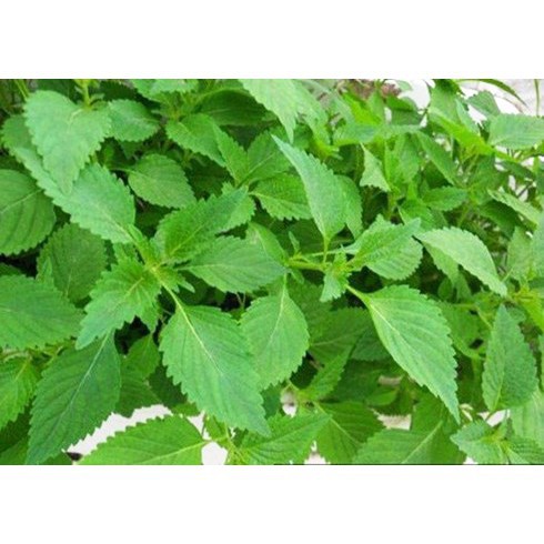 10GR - HẠT GIỐNG LÁ CÂY RAU KINH GIỚI (Hàng Loại 1)