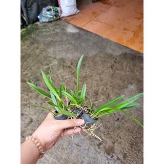 HOA LAN BRASS RUBY LAI CÂY GIỐNG